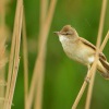 Rakosnik velky - Acrocephalus arundinaceus - Great Reed-Warbler 0332
